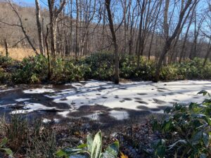 凍り始めた湿原