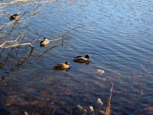 池に浮かぶマガモ