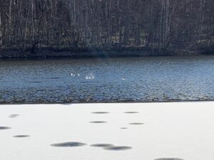 池に潜るカワアイサ