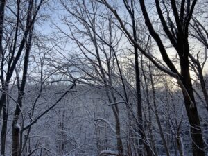 雪をかぶった樹々