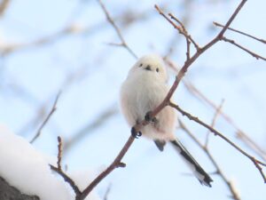 木の枝にとまるシマエナガ