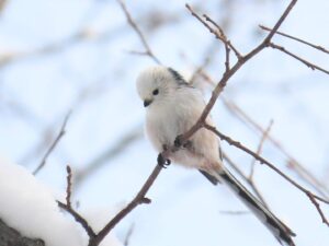 木の枝にとまるシマエナガ