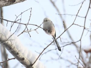 木の枝にとまるシマエナガ