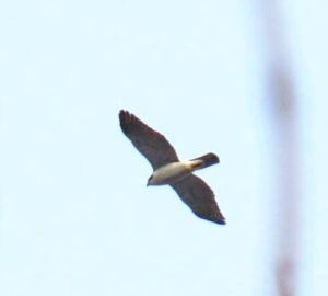 空を飛ぶオオタカ