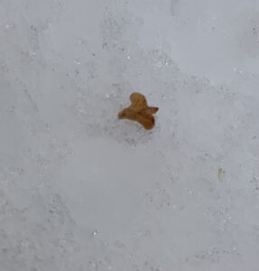 鳥のような形に見えるシラカンバの果鱗