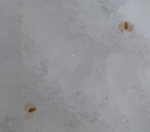 チョウのような形の種