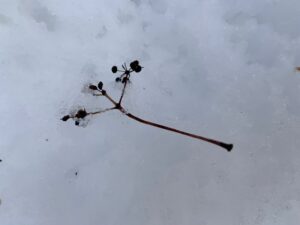 ハリギリの果実