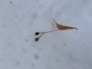 オオバボダイジュの果実