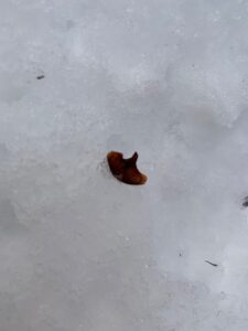 トドマツの種鱗