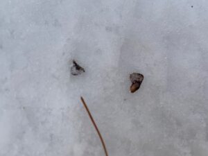 トドマツののついた種子