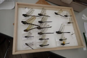 トンボの標本を作る子ども