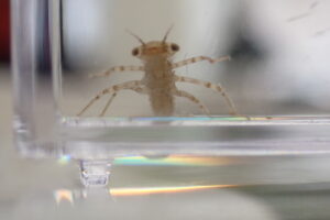 エゾイトトンボのヤゴ