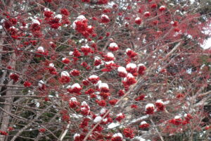 赤いナナカマドの果実