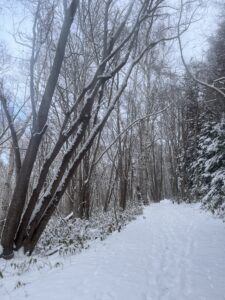 雪の積もった園路