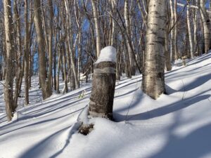 切り株の上に乗った雪の塊