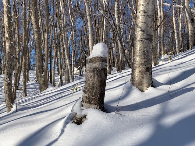 切り株の上に乗った雪の塊