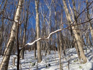 枝株の上に乗った雪