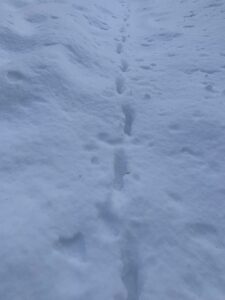 キツネの足跡