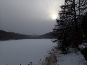 雪に覆われた池とほとりに立つ大きなカラマツの樹木