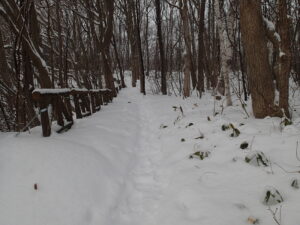 雪に覆われた園路の様子