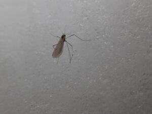 雪の上を歩くユスリカ