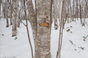ホオノキの幹につけた樹名板