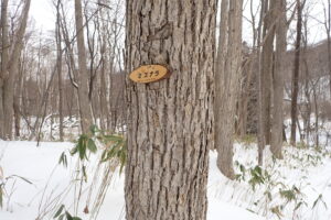 ミズナラの樹皮と樹名板