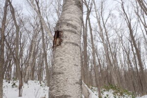 シラカンバの樹