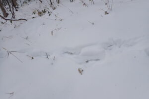雪の上に付いたスノーシューの跡
