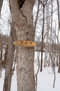 キハダの幹につけた樹名板