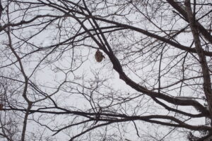 スズメバチの巣