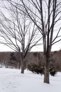 葉がついていないブナの樹