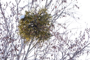 黄色い実のついたヤドリギ