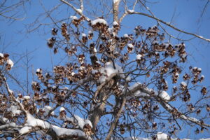 樹に這い上るイワガラミ