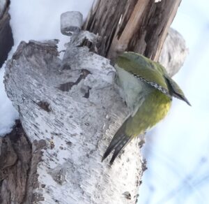 木のうろに頭を突っ込んでいるヤマゲラ