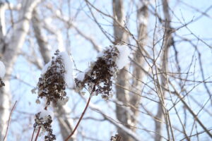 ノリウツギの飾り花