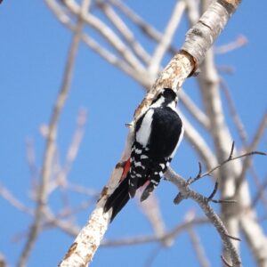 木の幹にとまるアカゲラ