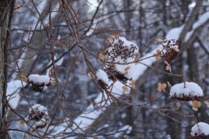 ツルアジサイのドライフラワー