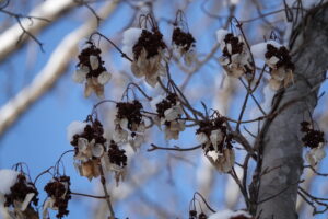 イワガラミのドライフラワー