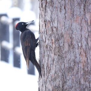 木のとまっているクマゲラ