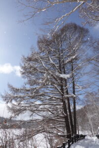 雪の積もったカラマツ