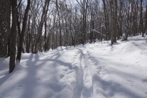 雪の積もった園路の様子