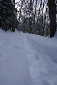 雪の積もった園路の様子