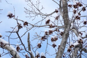イワガラミの飾り花のドライフラワー