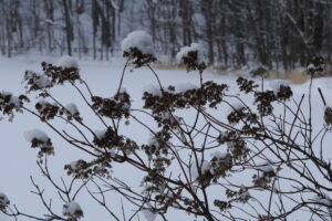 ノリウツギの飾り花のドライフラワー
