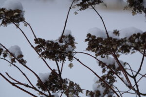 ノリウツギの飾り花のドライフラワー