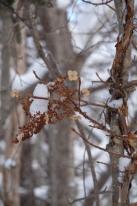 ツルアジサイのドライフラワー