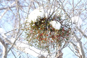 赤い果実のついたヤドリギ