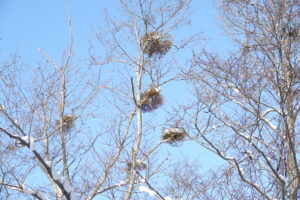 樹の枝についたたくさんのヤドリギ