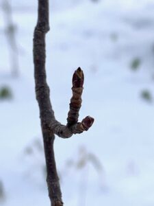 イタヤカエデの冬芽
